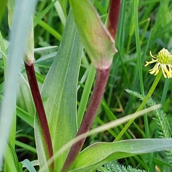 Tragopogon pratensis Blad