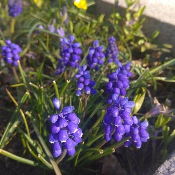 Muscari neglectum Flors