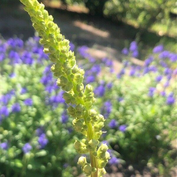 Verbascum phlomoides പുഷ്പം