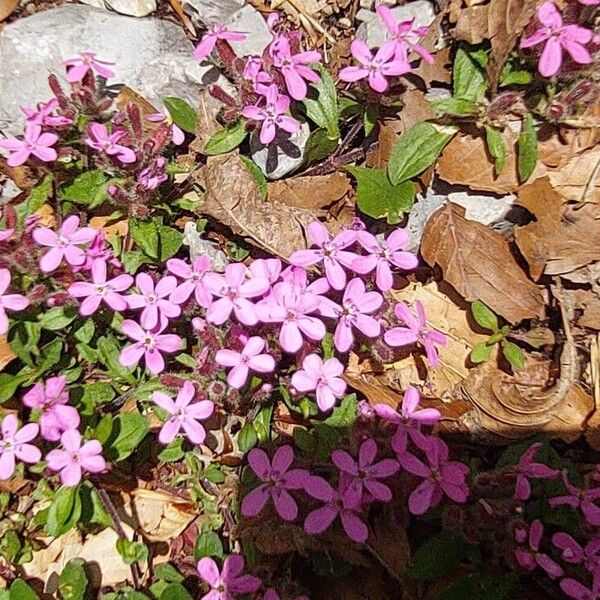 Saponaria ocymoides Λουλούδι