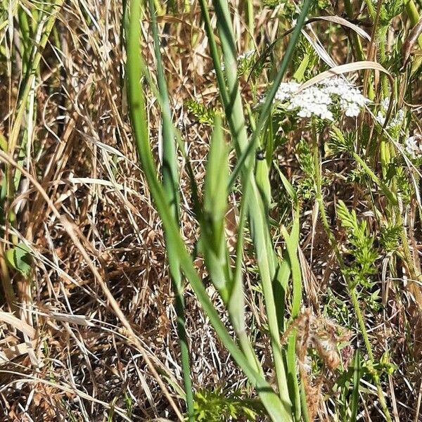 Tragopogon dubius List