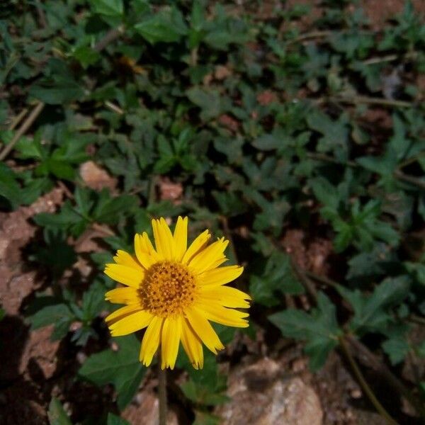 Sphagneticola trilobata Flors