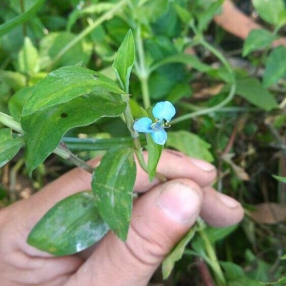 Commelina diffusa Kukka