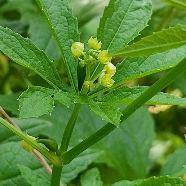 Cyclanthera pedata 花