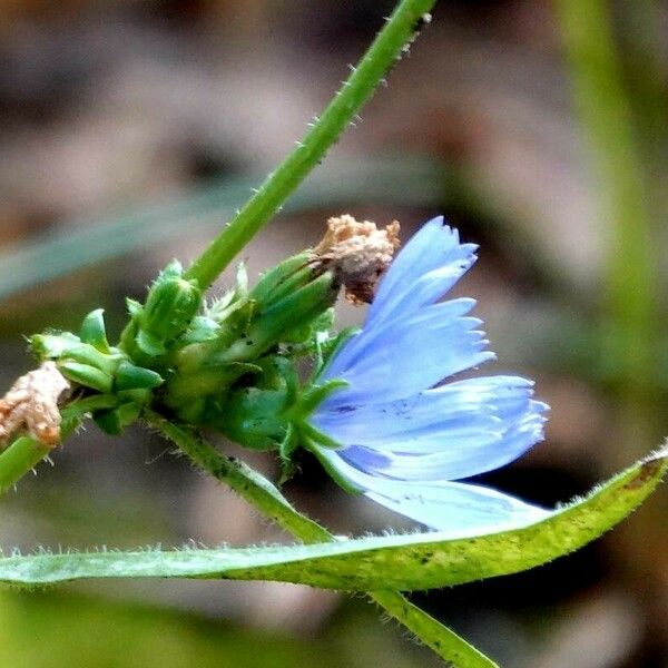 Cichorium endivia পাতা