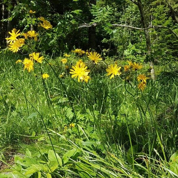 Hieracium murorum Habitus