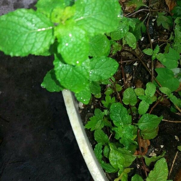 Mentha × rotundifolia 叶