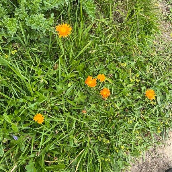 Crepis aurea Žiedas