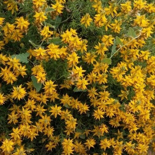 Ulex europaeus 整株植物