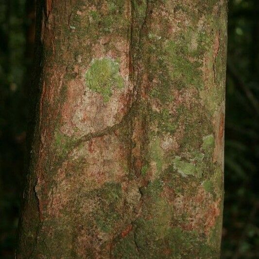 Posoqueria latifolia बार्क (छाल)