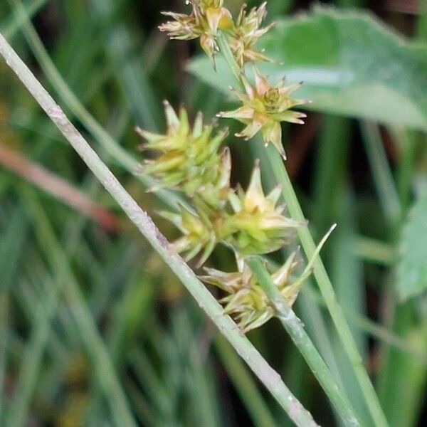 Carex echinata Lorea