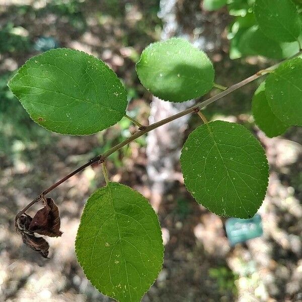 Prunus insititia Leaf