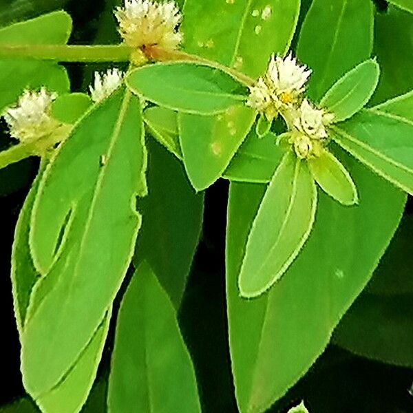 Alternanthera sessilis 花