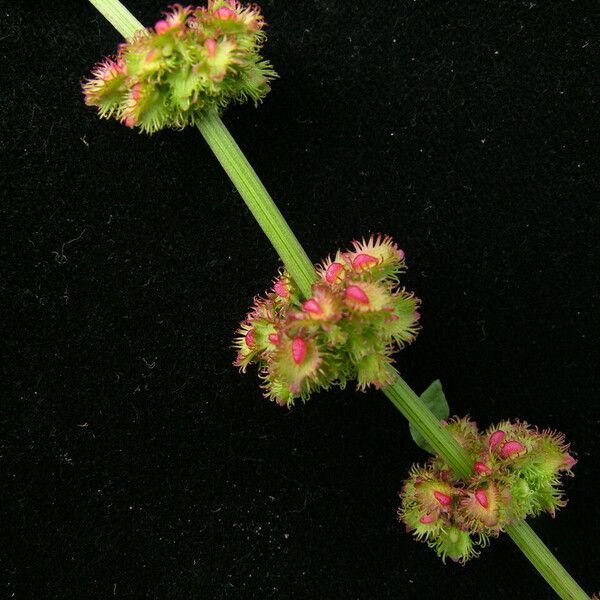 Rumex nepalensis 整株植物