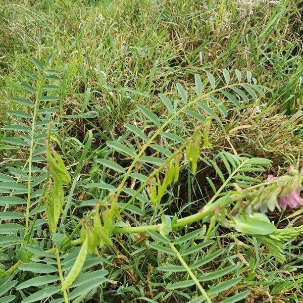 Astragalus atropilosulus Levél