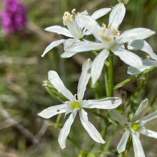 Loncomelos narbonense Fiore