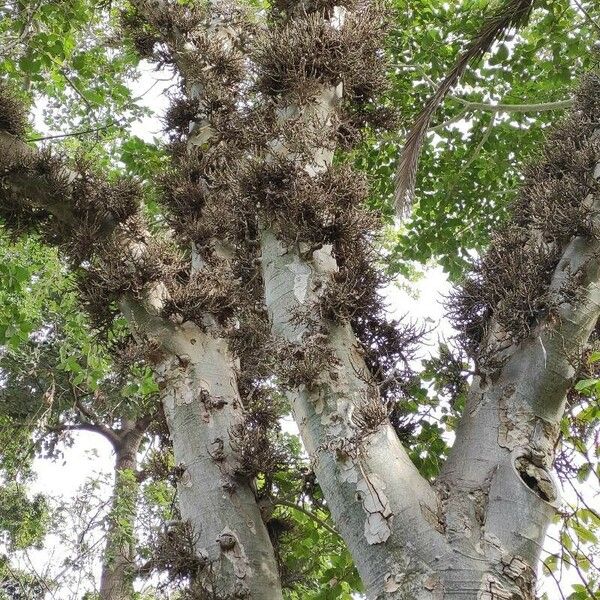 Ficus sycomorus Tervik taim