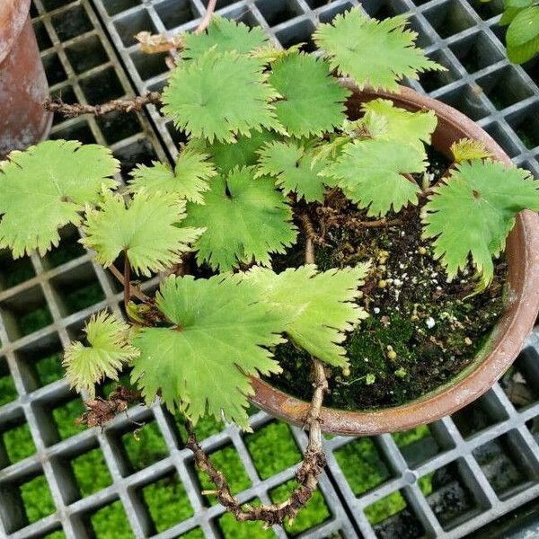 Begonia lyallii Habit