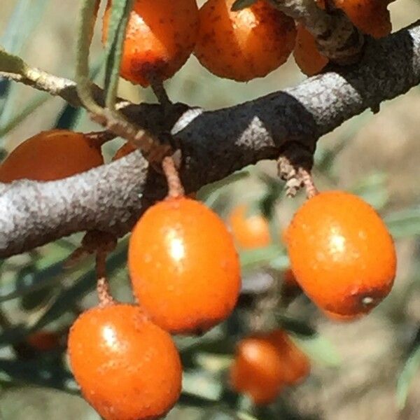 Hippophae rhamnoides Ffrwyth