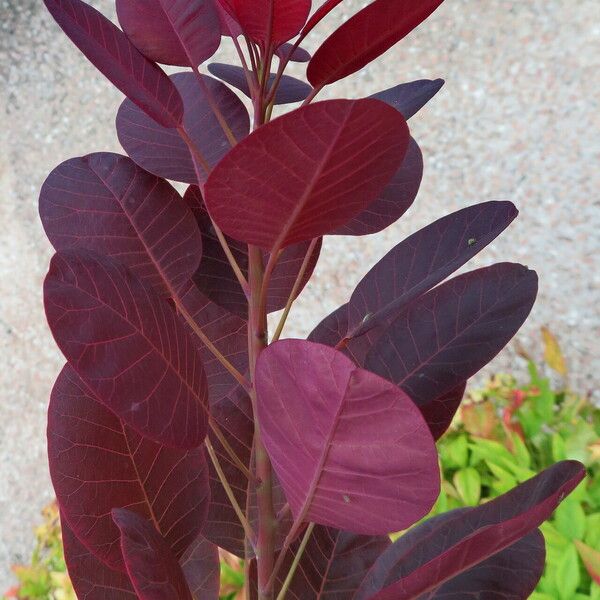 Cotinus coggygria Blatt