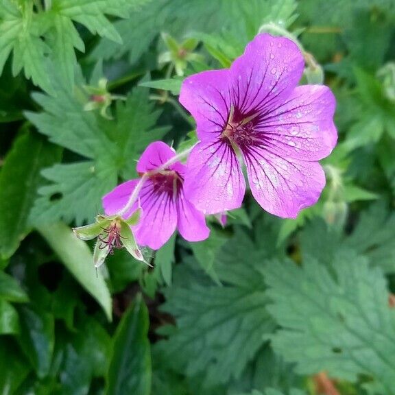 Geranium psilostemon ফুল