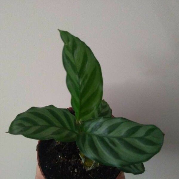 Calathea concinna برگ