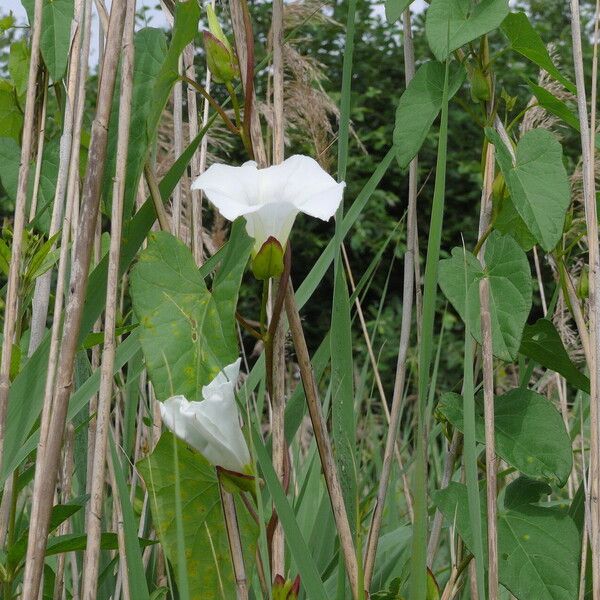 Calystegia sepium Flower