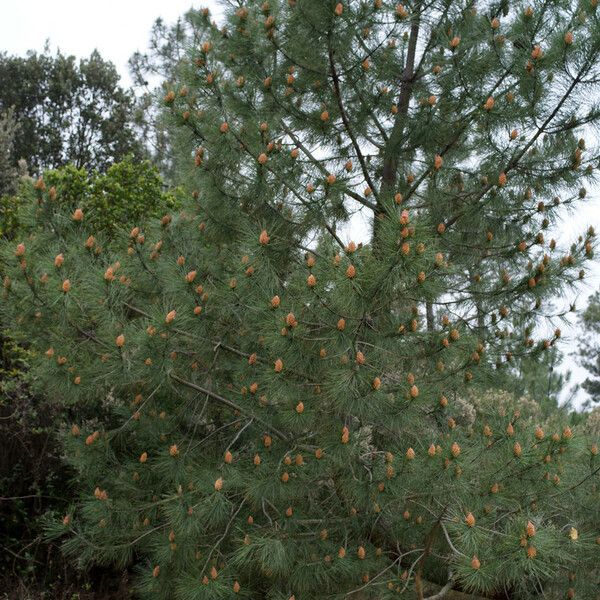 Pinus pinaster Habit