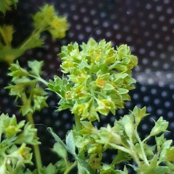 Alchemilla fissa 花