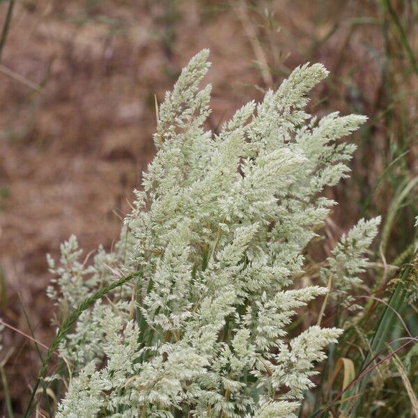 Holcus lanatus Blüte