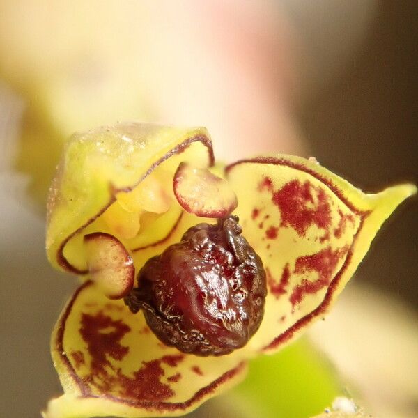 Bulbophyllum encephalodes Fiore