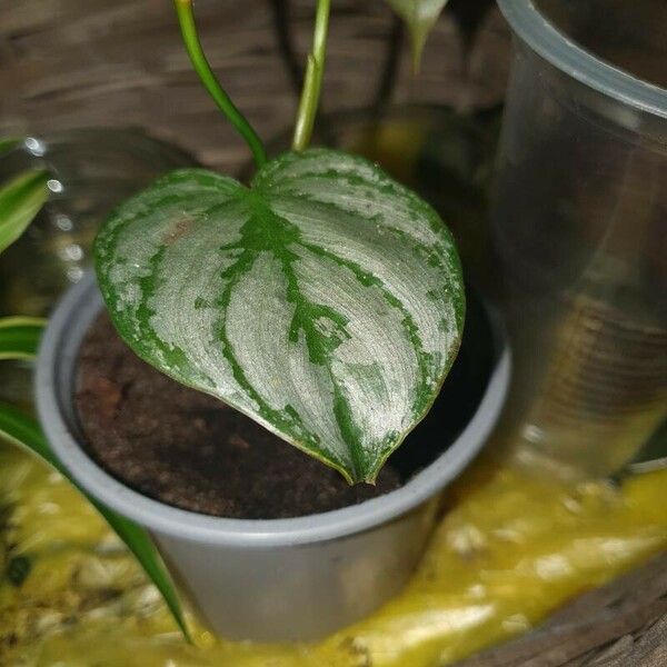 Philodendron brandtianum Blad