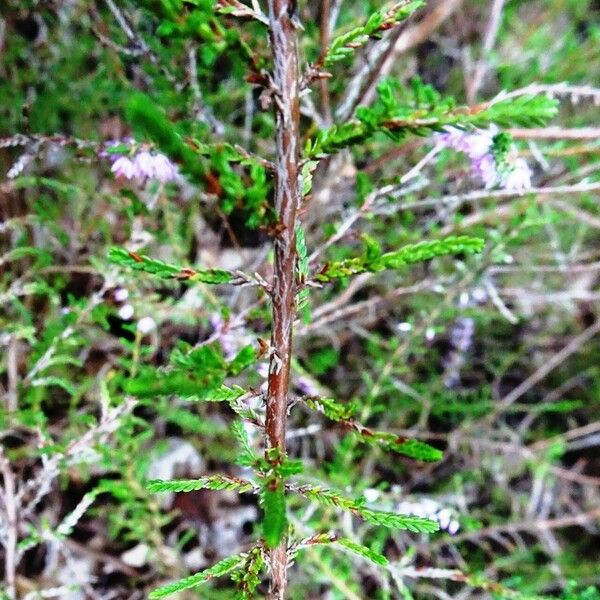 Calluna vulgaris Leaf