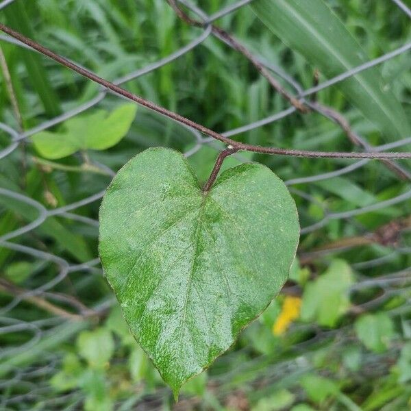 Ipomoea indica Leaf