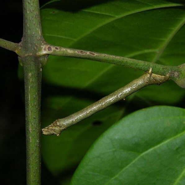 Tanaecium pyramidatum Rusca