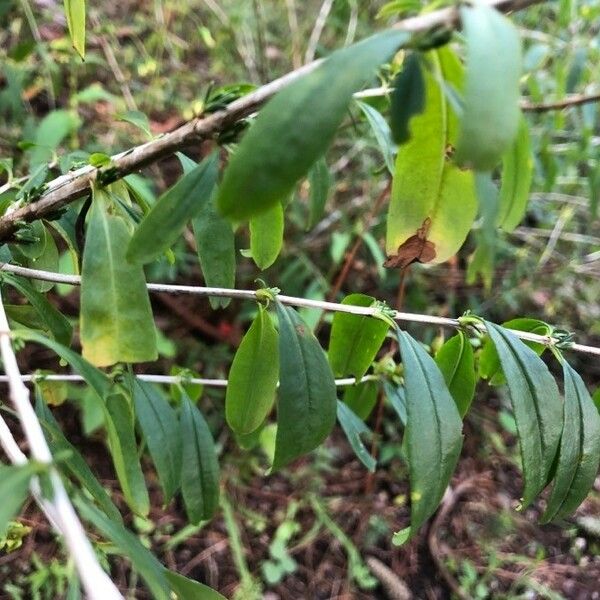 Hypericum prolificum Diğer