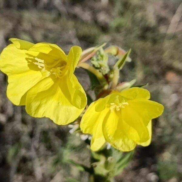 Oenothera stricta Květ