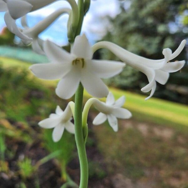 Hyacinthus orientalis Flors