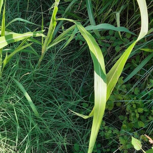 Sorghum halepense Hoja