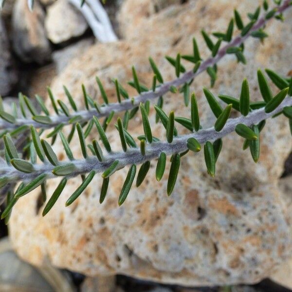 Phylica nitida Casca