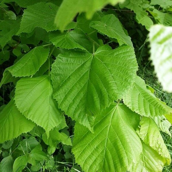 Tilia × europaea Feuille