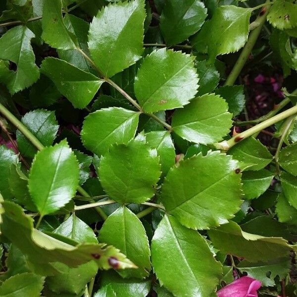 Rosa gallica Blad