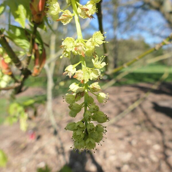 Acer macrophyllum Žiedas