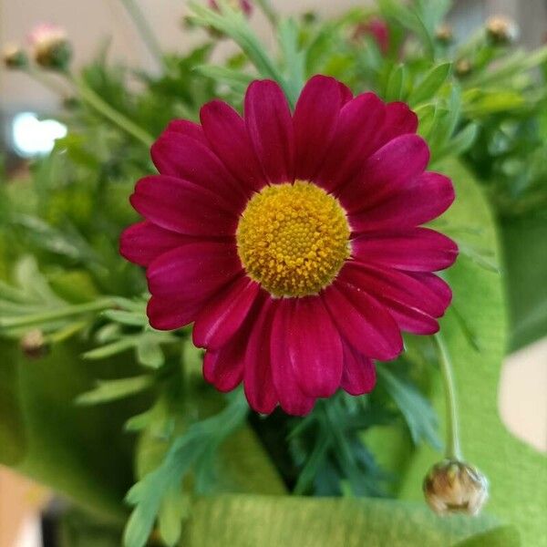 Argyranthemum frutescens Flower