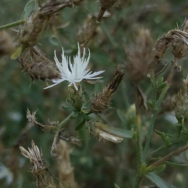 Centaurea diffusa Flor