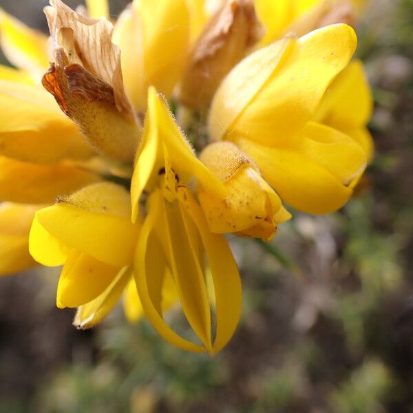 Ulex europaeus Blüte