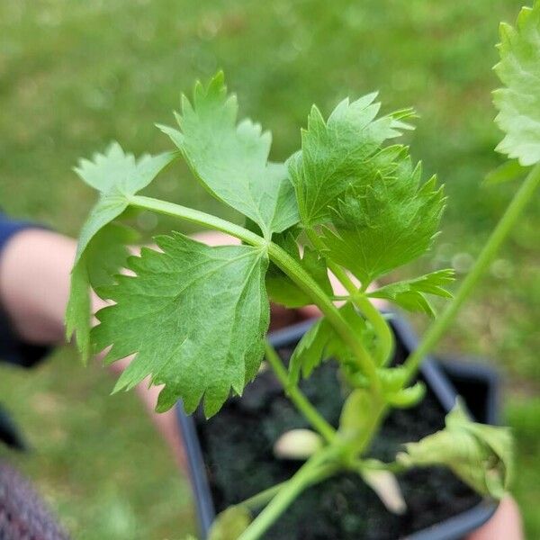 Pimpinella anisum Lapas