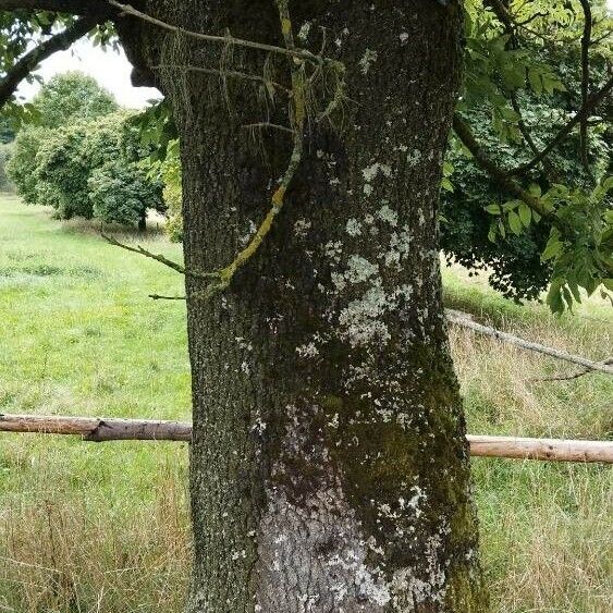 Fraxinus excelsior Écorce