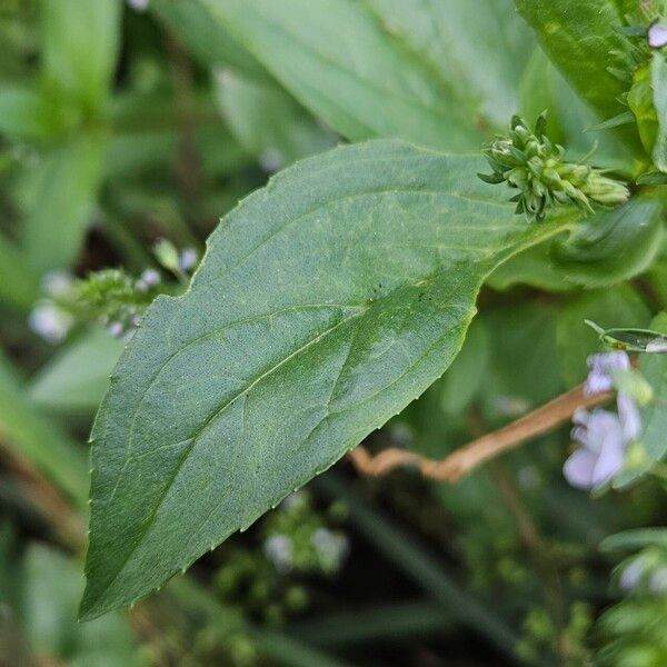 Veronica anagallis-aquatica Leaf