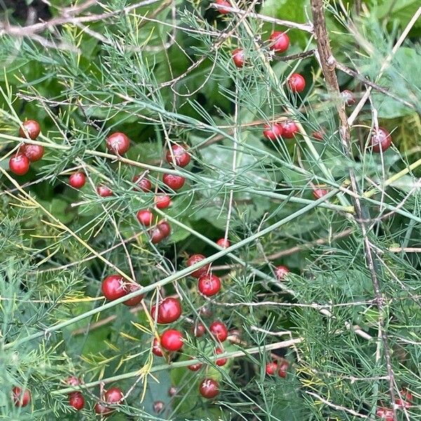 Asparagus officinalis Meyve